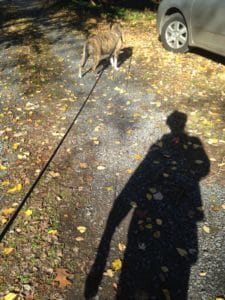 dog with shadow of man