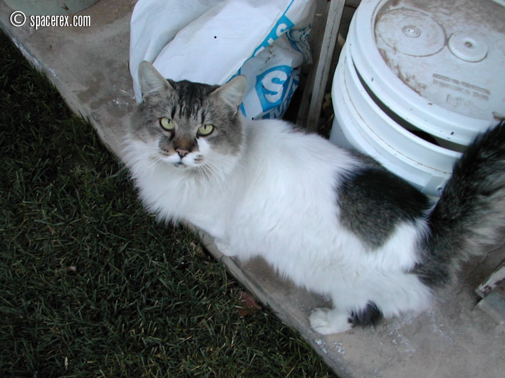 Spatz' cat, Fluffy, in 1999