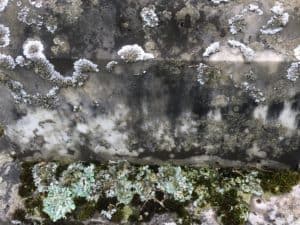 lichen on gravestone